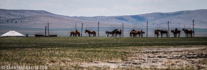 Mongolian Horse-line