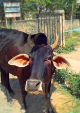 Delhi Obligatory Cow