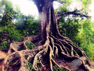 Landmark Roots