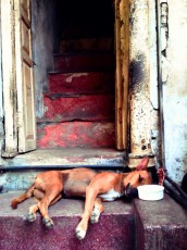 Old Delhi Door Dog Rotated